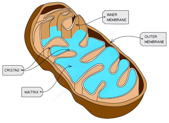 <p>inner membrane highly folded into cristae to increase surface area (with ATP synthase - H+ ions pass through), also the cristae create compartments in which the reactions for aerobic respiration take place, inner volume called the matrix separates the enzymes in the reactions of the Krebs cycle, the intermembrane space (between inner and outer membranes) has a small volume and high concentration of H+ ions (created by Krebs cycle - lower pH)</p>