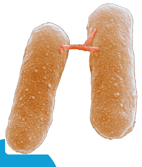<p>transfers genetic material between bacteria through direct contact</p>