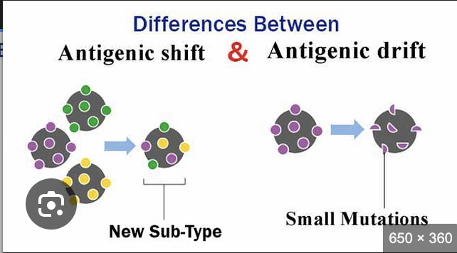 <p><strong>Drift</strong> - gradual changes in virus’s surface that may escape immunity</p><p><strong>Shift</strong> - major, abrupt changes often from re-assortment from different viral species creating completely new strain, leads to pandencs</p>