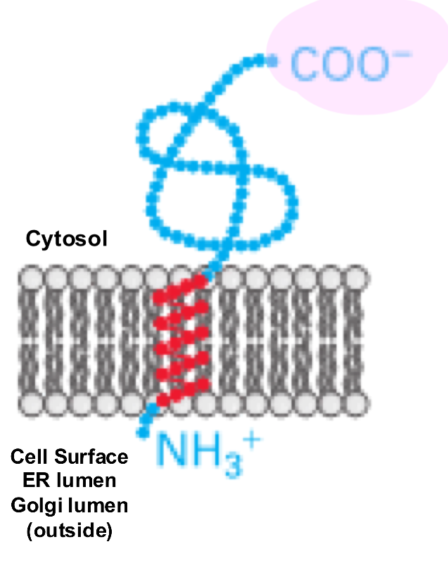 <ul><li><p><span><span>inserted using a "signal-anchor" sequence that results in the N-terminus on the extracellular side and the C-terminus on the cytosolic side,</span></span></p></li><li><p><span><span>lacks the cleavable N-terminal signal peptide</span></span></p></li><li><p><span>there is a signal anchor sequence (aka start transfer sequence) near the N-terminus of the protein, which is a TMS recognized by SRP</span></p></li><li><p><span><span>eg. cytochrome P450</span></span></p></li></ul><p></p>