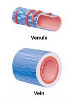 <p>Types of veins</p>