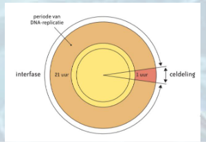 <p>wanneer de celsplitst en dat duurt 1 uur</p>