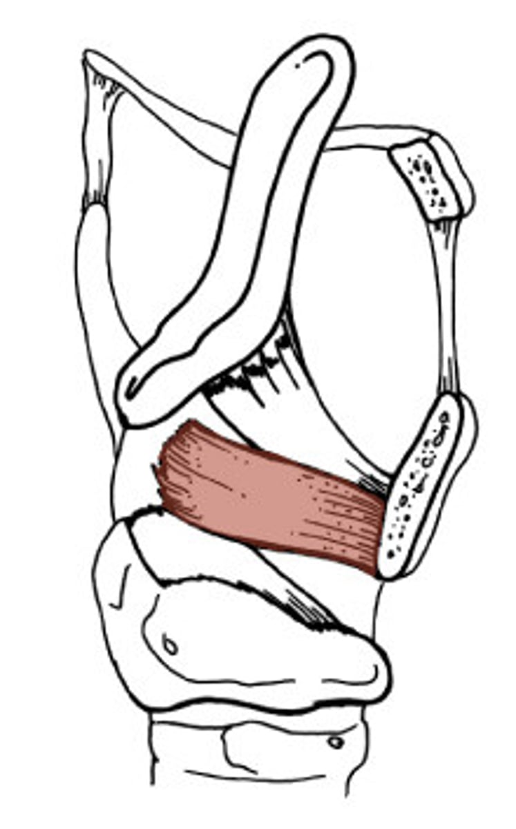 <p>Name the Muscle</p>