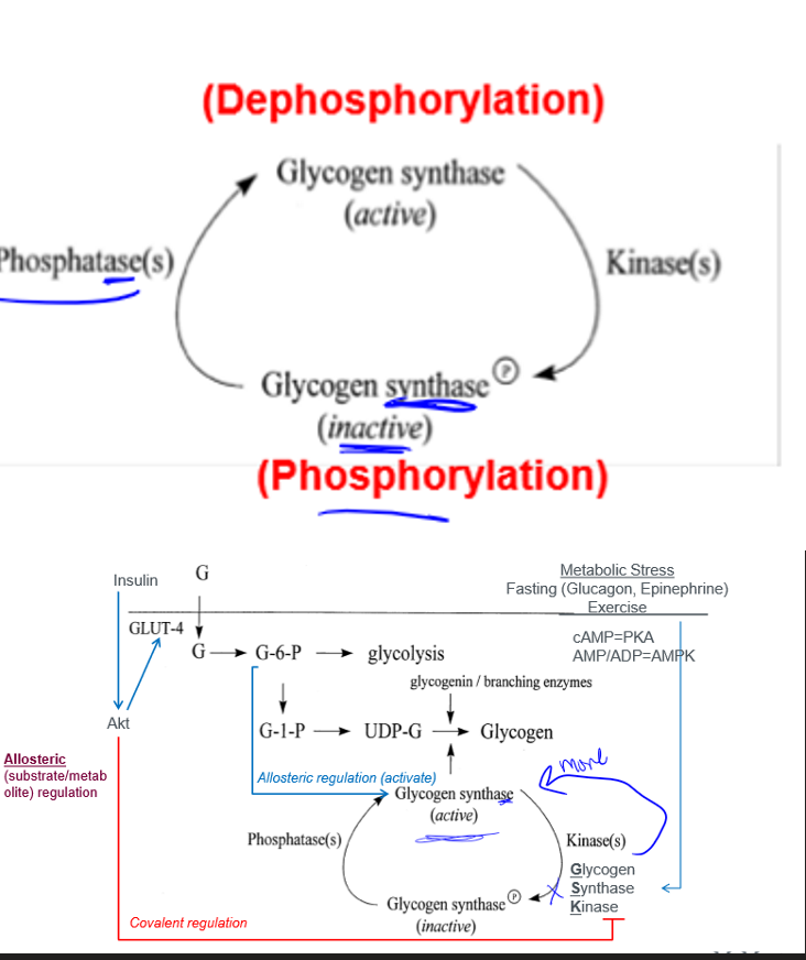 <p>activity controlled by: <u>covalent </u>regulation involving protein phosphorylation, and <u>allosteric </u>(substrate/metabolite) regulation</p>
