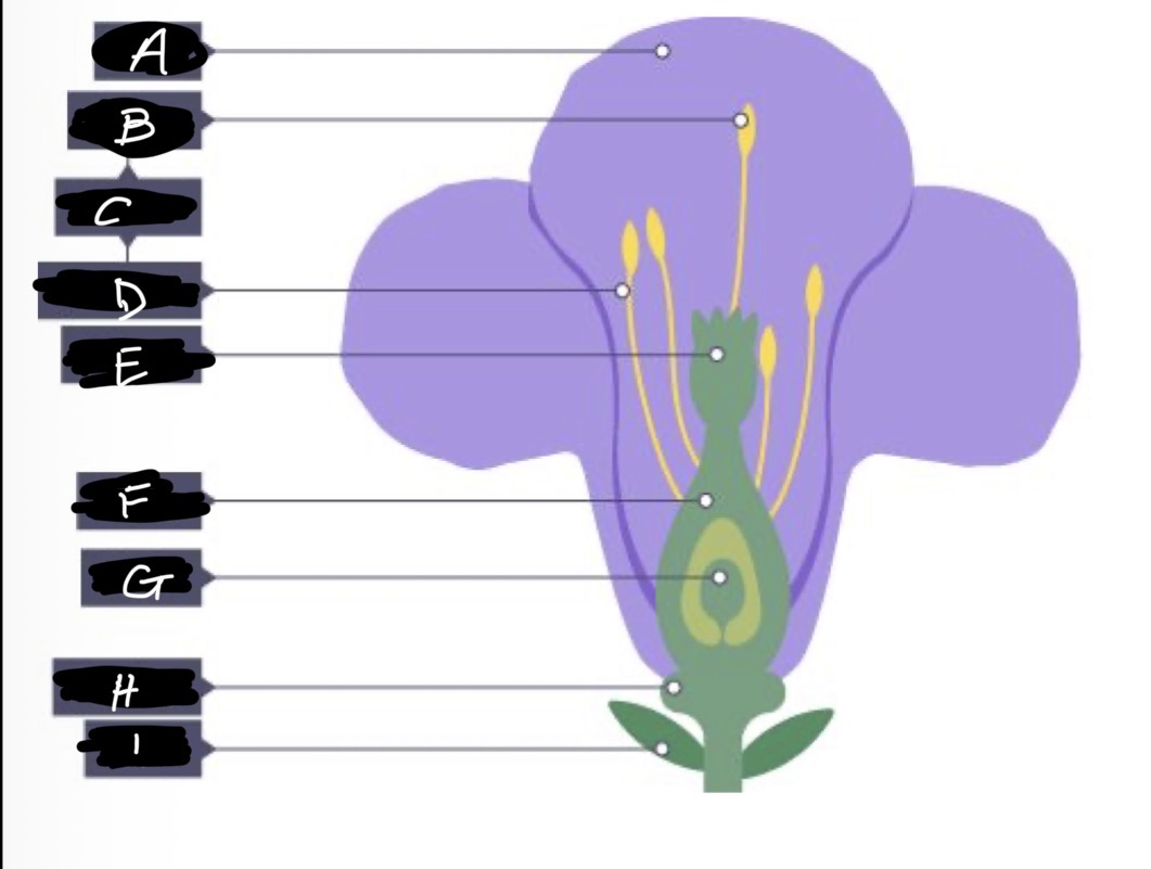 <p>B name and adaptation</p>