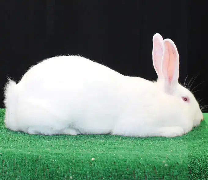 <p>What Breed Am I?</p>