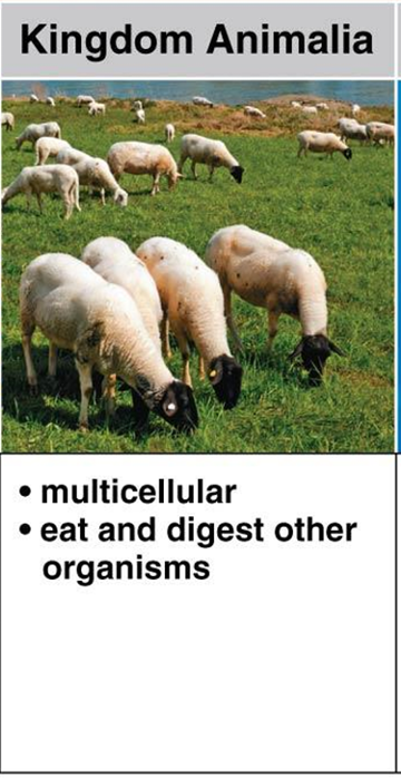 <ul><li><p>multicellular </p></li><li><p>eat and digest other organisms </p></li></ul><p></p>