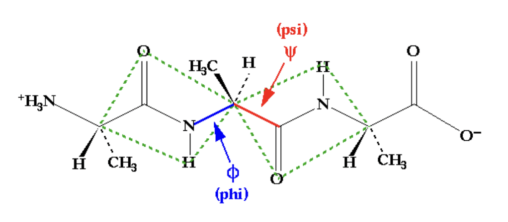 <p>psi ~ 3</p><p>theta ~ 3</p><p>hence 9 possible conformers for each peptide (ignoring side chains) </p>