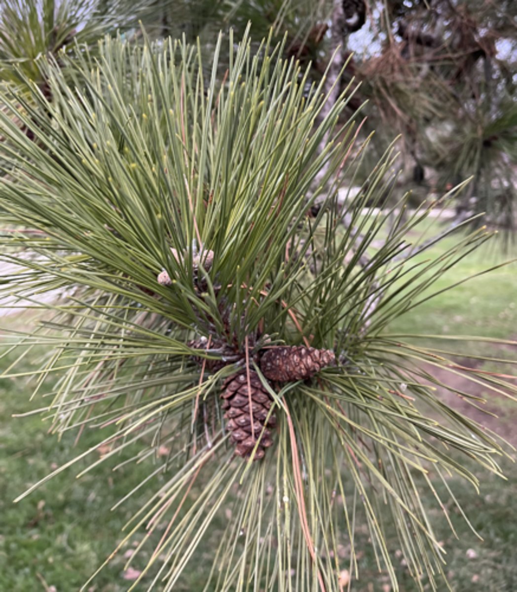 <p>looooong needles BREAK, rare, redder cones,</p>