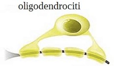 <p>Oligodendrociti</p>