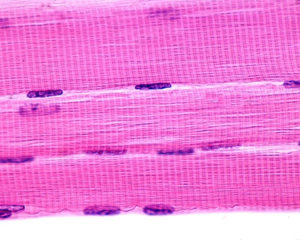 <p>what type of tissue is this?</p>