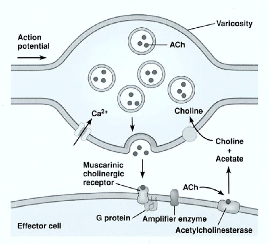 <p><strong>G-Protein Coupled</strong></p><ul><li><p><span style="color: rgb(0, 0, 0)">different receptor</span><span style="color: red"> unlike</span> the nicotinic monovalent cation channel</p></li></ul><p></p>