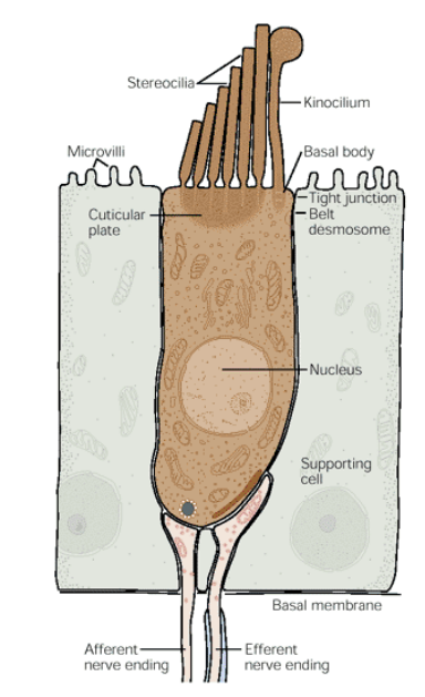 <ul><li><p>Head position movement</p></li><li><p>Fluid (<strong>endolymph</strong>) moves in opposite direction (inertia) against hair cells</p></li><li><p><strong>Stereocilia </strong>deflected</p><ul><li><p>towards <strong>kinocilium </strong>(rigid ‘hair’)</p><ul><li><p>depolarisation → excitation</p></li></ul></li><li><p>away from kinocilium</p><ul><li><p>hyperpolarisation → inhibition</p></li></ul></li></ul></li><li><p>Hair cell transduces mechanical movement into an electrical signal (action potential)</p><p></p></li></ul><p></p>