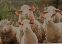 <p>originated in spain.horned version have long spiring horns. originally bred for wool production. gained popularity as a meat breed because of improvements in the carcass quality. due to popularity of its prized wool, it is still classified as fiber breed. wool is used heavily in fiber produciton because it is no of the finest quality wools to make many articles of clothing.</p>