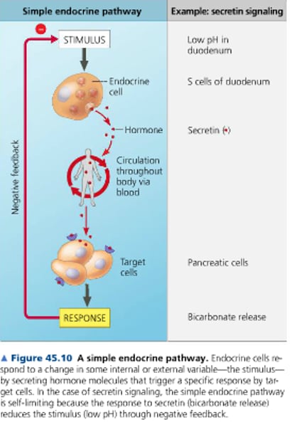 <p>endocrine cells respond directly to an internal or environmental stimulus by secreting a particular hormone</p>