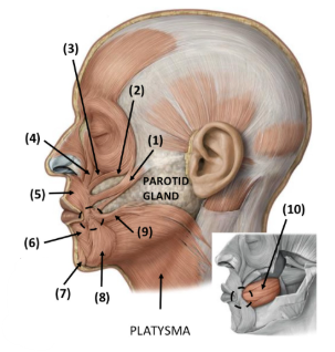 <p>Label Image:</p><p></p>