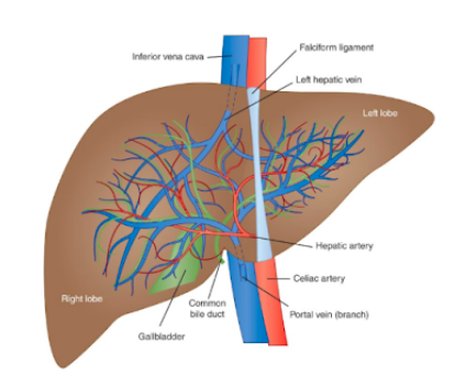 <p>identify structures in the liver</p>