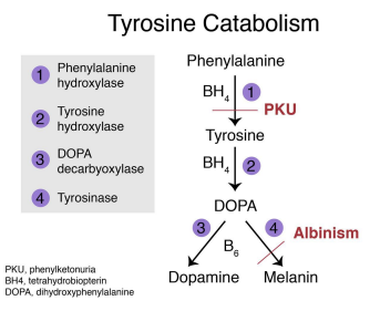 <ul><li><p><strong>Genes</strong>:</p><ul><li><p><em>TYR</em> (type I), <em>OCA2</em> (type II), <em>TYRP1</em> (type III), <em>SLC45A2</em> (type IV)</p></li></ul></li><li><p><strong>Inheritance</strong>: Autosomal recessive</p></li><li><p><strong>Pathophysiology</strong>:</p><ul><li><p>Deficient melanin biosynthesis in melanocytes</p></li></ul></li><li><p><strong>Clinical features</strong>:</p><ul><li><p>Reduced visual acuity, photophobia, nystagmus</p></li><li><p>↑ risk of squamous cell carcinoma, melanoma</p></li></ul></li></ul><p></p>