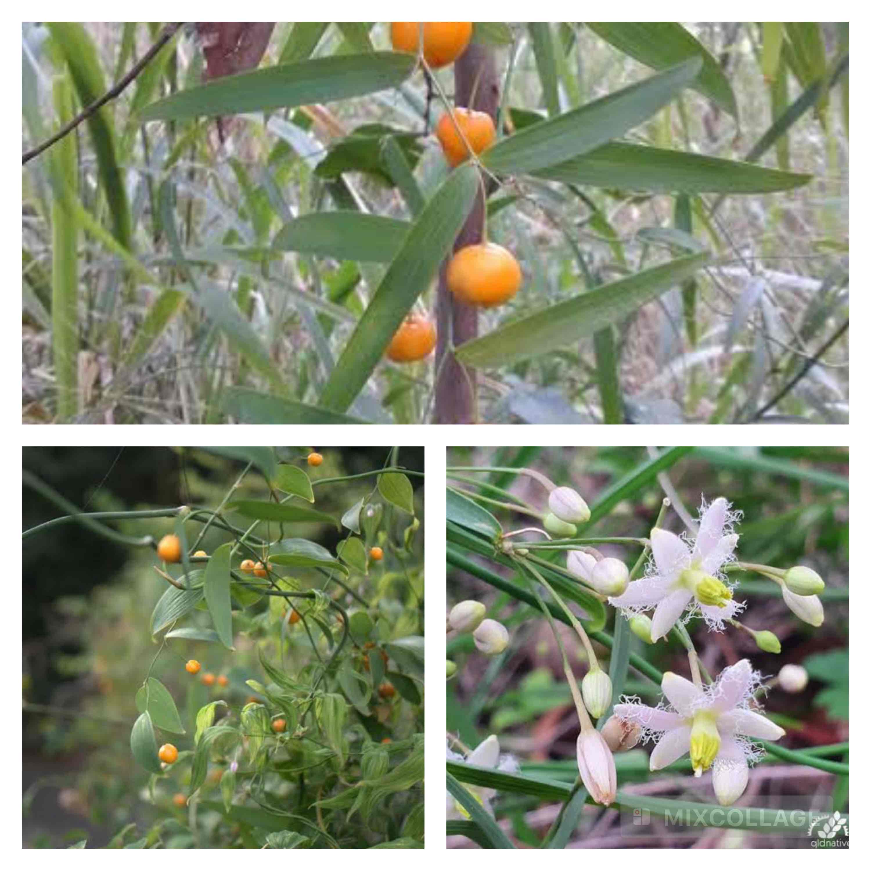 <p>Wombat Berry</p>