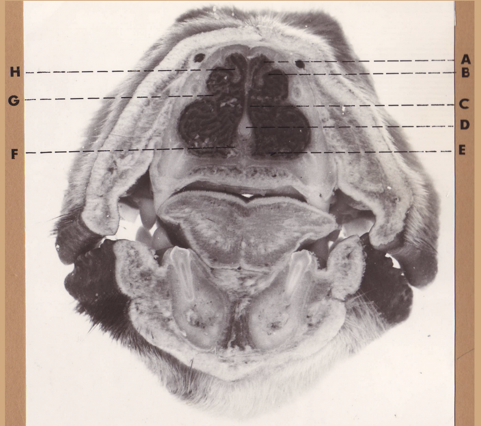 <p>C</p><p>Dog Head Transverse Section Rostral View</p>