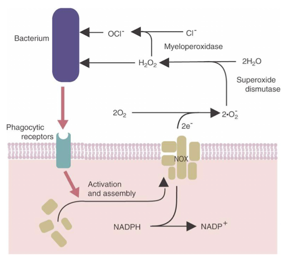 <ol><li><p>NADPH oxidation &amp; superoxide production</p></li><li><p>Superoxide conversion to hydrogen peroxide</p></li><li><p>Further conversion of hydrogen peroxide to other ROS (reactive O<sub>2</sub> species) like hypochlorous acid</p></li><li><p>Simultaneous neutralization of ROS</p></li></ol><p></p>
