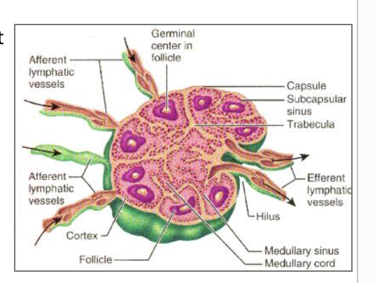 <p>where we have lymphatic vessels coming together, and a lot of reticular tissue to filter the lymph</p><ul><li><p>Serve two functions</p><ul><li><p>Cleanse the lymph</p></li><li><p>Act as a site of T and B cell activation</p></li></ul></li></ul><ul><li><p><span style="background-color: transparent;">more vessels going in than going out</span></p><ul><li><p><span style="background-color: transparent;">allows for fluid to be gently pressurized so it can be pushed through reticular tissue to be filtered</span></p></li></ul></li><li><p>the debris left over after being filtered is eaten up my macrophages which present them to the B and T lymphocytes</p></li></ul><p></p>