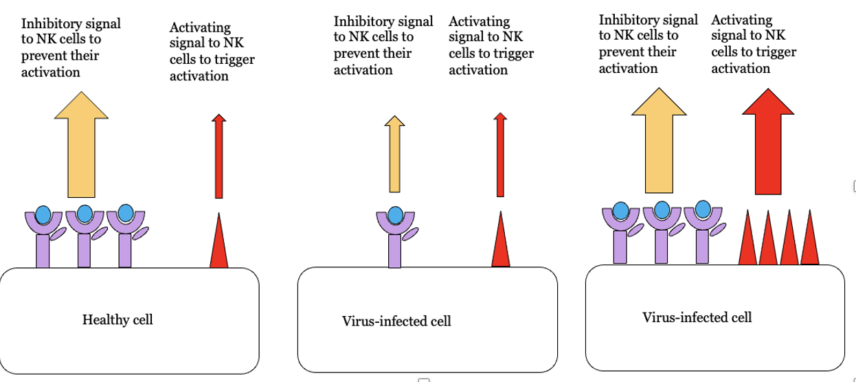 <ul><li><p>not part of adaptive only innate !</p></li><li><p>Killing is direct contact with cell and realse of factors to trigger apoptosis</p></li></ul><p></p>