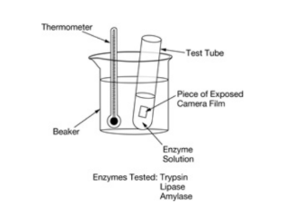 <p><span>Gelatin is a protein that is derived from collagen which is found in the bones, skin, and connective tissue of animals. To investigate the ability of various enzymes to digest gelatin, a group of students set up an assay involving camera film. Camera film contains gelatin and appears black when exposed to light but turns clear as the gelatin gets broken down. The students incubated pieces of exposed camera film in test tubes, each containing one of three different enzyme solutions (trypsin, lipase, or amylase) as indicated in Figure 1. The students recorded the time it took for the enzymes to digest the gelatin in each test tube, turning the film from black to clear.</span><br><span>Which of the following would be the most appropriate control for this experiment?</span></p>