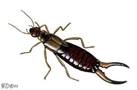 <p>Common Earwig</p>