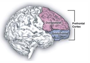 <p>Groot gebied, veel functies: </p><p>o Emotionele vlak </p><p>o Waarde geven aan opties </p><p>o Reward learning </p><p>o Beslissingen nemen</p>