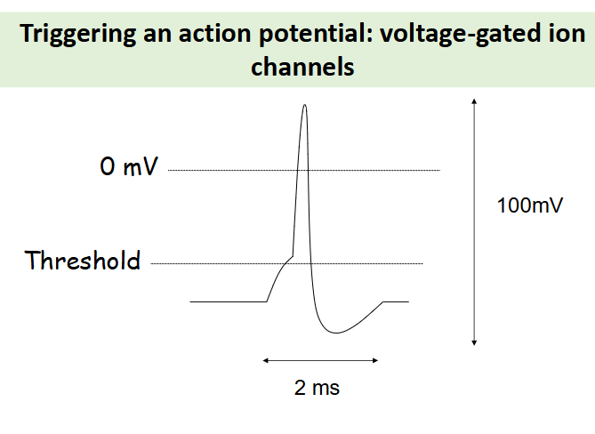 <p>these voltage gated ion channels detect passive changes in the membrane potential, an action potential is triggered at the axon hillock by the opening changes in the membrane potential. (examples can be sodium, calcium and potassium). </p><p>action potentials can travel long distances and the information flow is on the left side </p>
