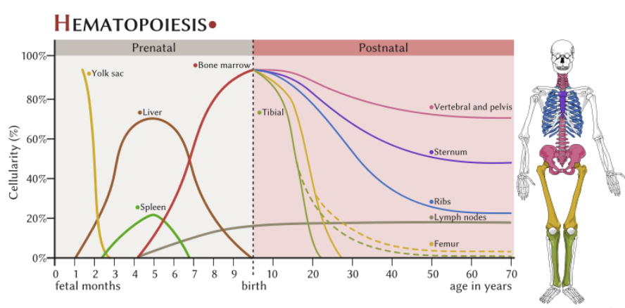 <p><strong>blood cell formation (hemopoiesis)</strong></p><ul><li><p>red bone marrow (hematopoietic connective tissue)</p><ul><li><p>pluripotent stem cells </p><ul><li><p>______: erythrocytes, thrombocytes, granular leukocytes, mast cells, and monocytes</p></li><li><p>______: agranular leukocytes (minus monocytes)</p></li></ul></li></ul></li></ul><p></p>