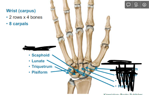 <ul><li><p>Scaphoid</p></li><li><p>Lunate</p></li><li><p>Triquetrum</p></li><li><p>Pisiform</p></li></ul>