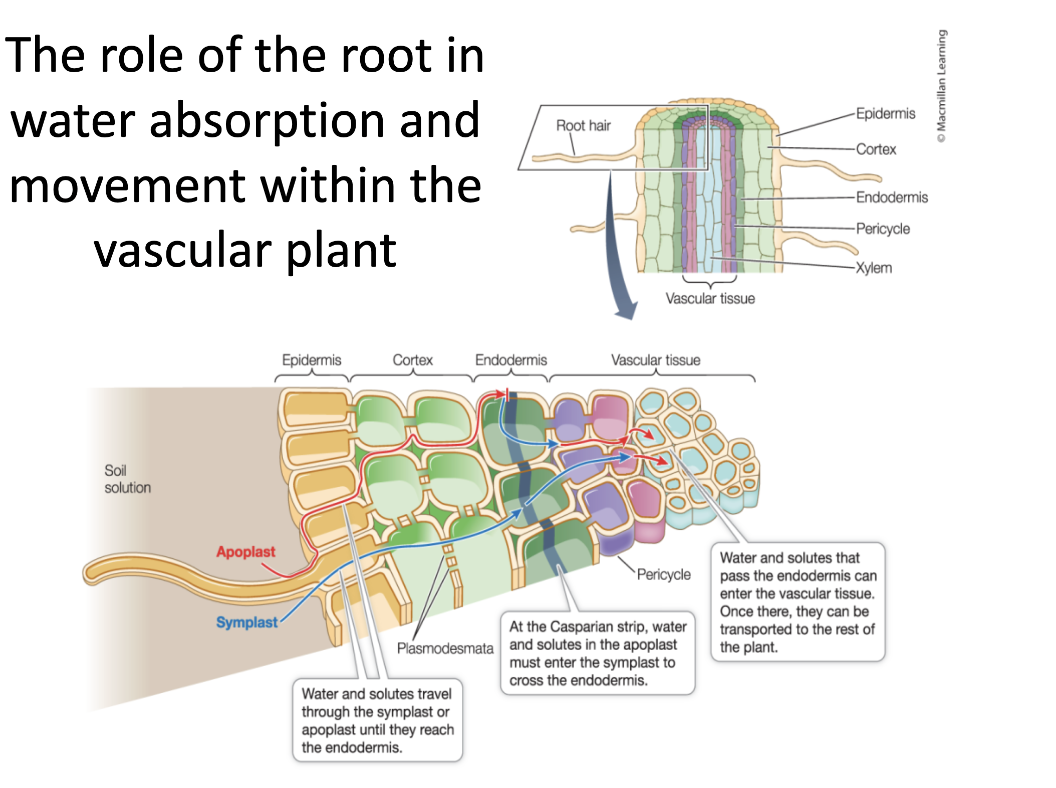 <ul><li><p><strong>Root hairs</strong> absorb water from soil by <strong>osmosis</strong></p></li><li><p>Water moves through the <strong>epidermis and cortex</strong></p></li><li><p><strong>Endodermis (Casparian strip)</strong> controls what enters</p></li><li><p>Water enters the <strong>xylem</strong></p></li><li><p><strong>Xylem</strong> carries water upward to the rest of the plant</p></li></ul><p></p>