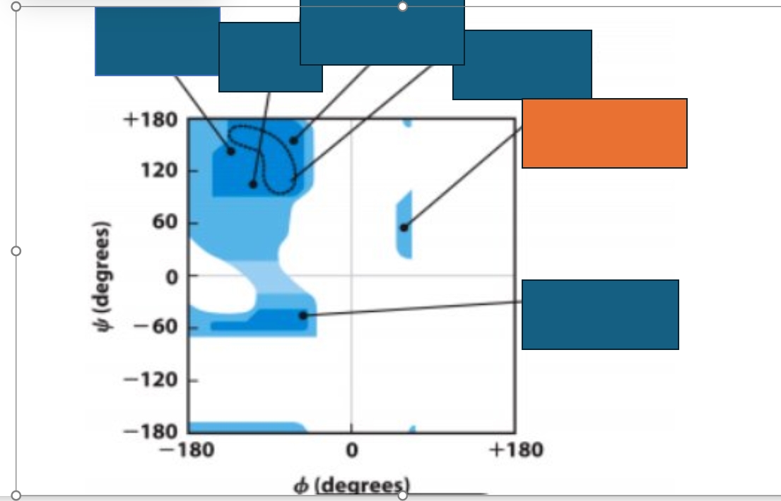 <p>Which conformation does the orange box represent on the Ramachandran map?</p>