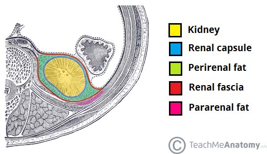 Protective outer covering of the kidney made of dense fibrous connective tissue