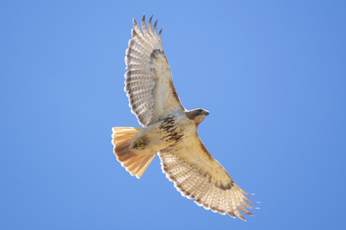 <p><span><em>Southwestern </em>Red-Tailed Hawk </span></p>