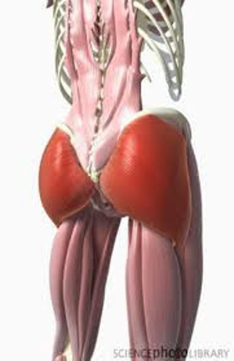 <p>mông = buttock</p>