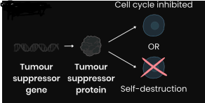 <p>Code for proteins that:</p><p>● Inhibit / slow cell cycle (eg. if DNA damage detected)</p><p>● OR cause self-destruction (apoptosis) of potential tumour cells (eg. if damaged DNA can’t be repaired)</p>