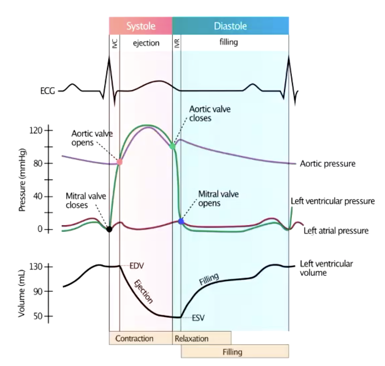 <p>the volume stays constant during isovolumetric contraction, then decreases as blood is ejected into the aorta</p>