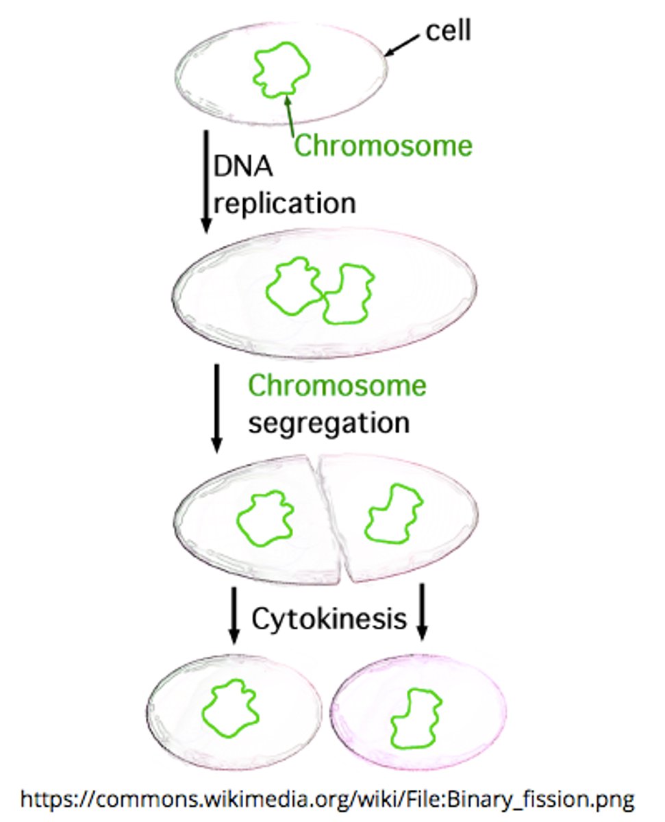 <p>DNA replication --&gt; DNA migration to opposite cell poles --&gt; septum formation --&gt; septum splitting</p>