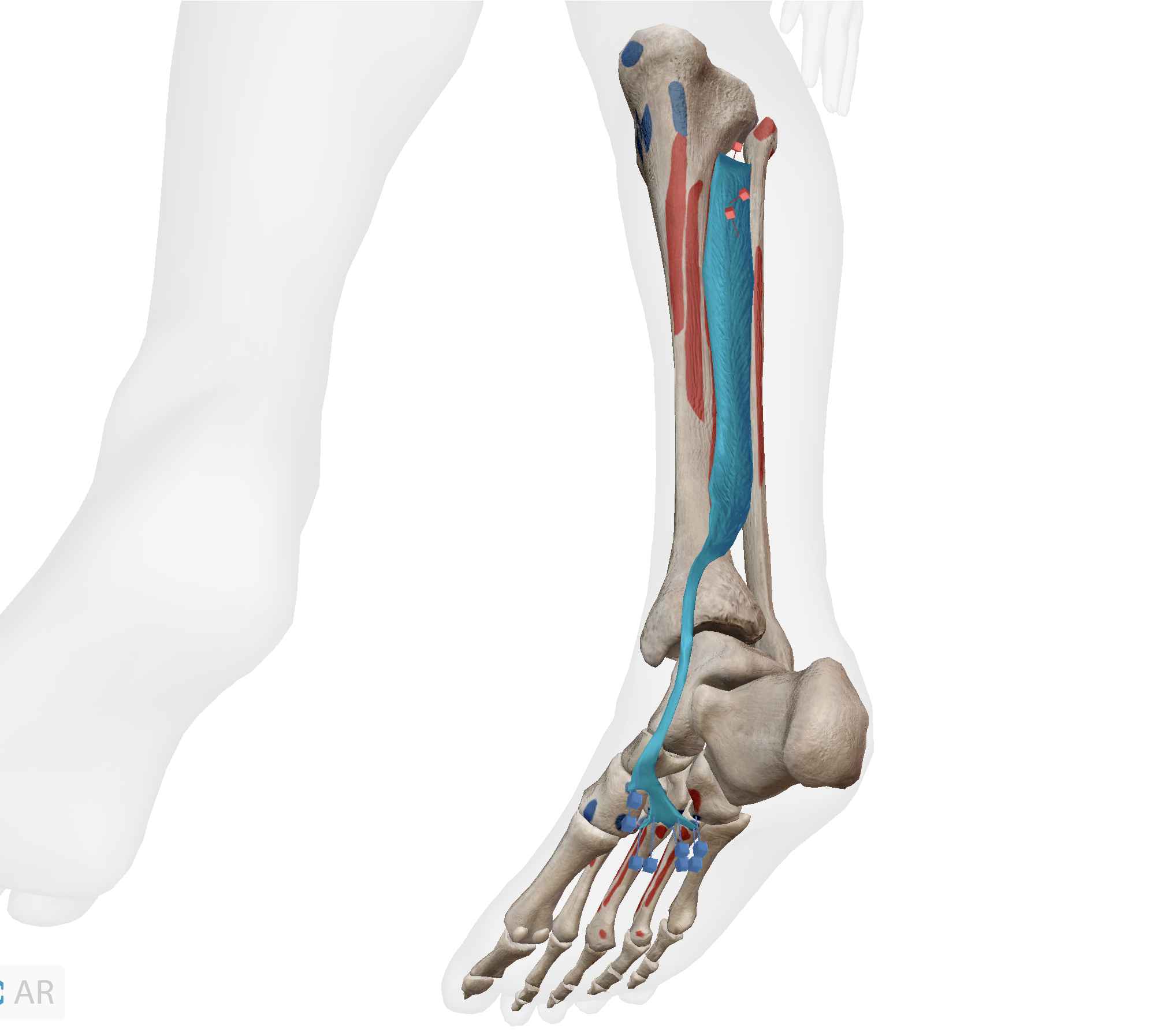 <p>What pair of joint actions does this muscle produce?</p>