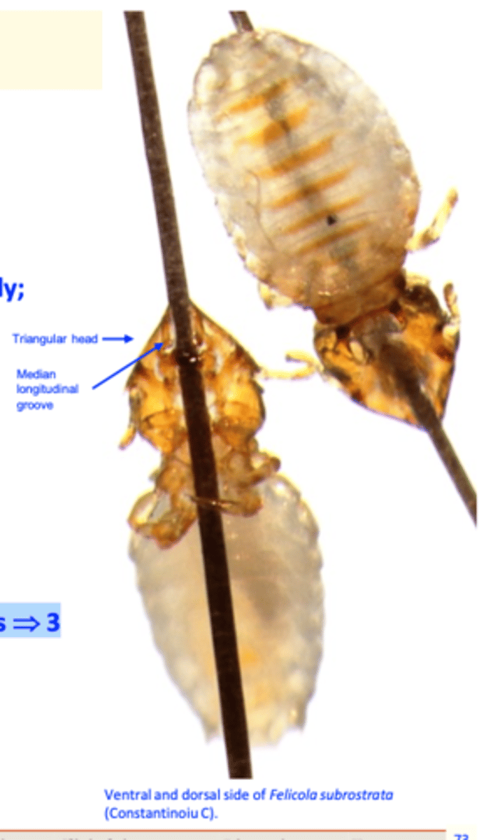 <p>Shape of the head is triangular, pointed anteriourly;</p><p>Median longitudinal groove on the head;</p><p>Life cycle</p><p>Eggs are glued by the female lice to the hair shafts =&gt;3</p><p>nymphal stages =&gt; adults;</p><p>Life cycle can be completed in 30-40 days;</p><p>Feed on skin debris and probably skin exudates.</p>