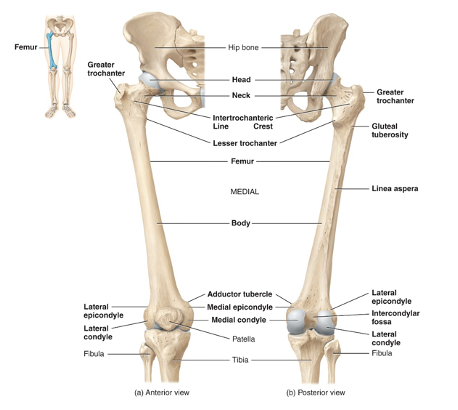 <p>The proximal end (head) inserts into the acetabulum of the hip bone and the distal end articulates with the tibia and patella. longest, heaviest and strongest bone in the body</p><p></p>