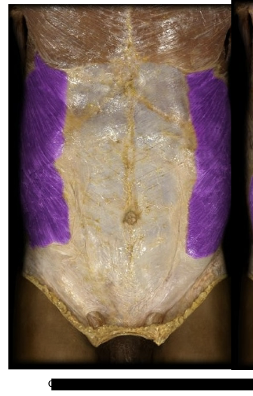 <p>Major Muscle in the abdominal area located laterally to the abs, fibers running 45 degrees. Together they assist with forward flexion of torso, separately bend to eh torso laterally as in doing sit ups.</p>