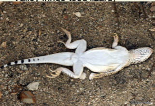 genus uma