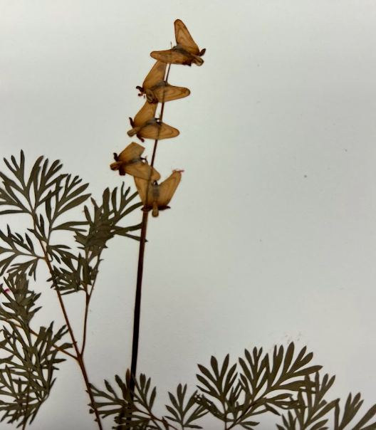 <p>Papaveraceae</p><p><em>Dicentra</em></p>