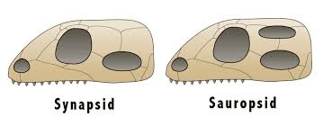 <p>Group that includes no hole in the back of the skull</p>