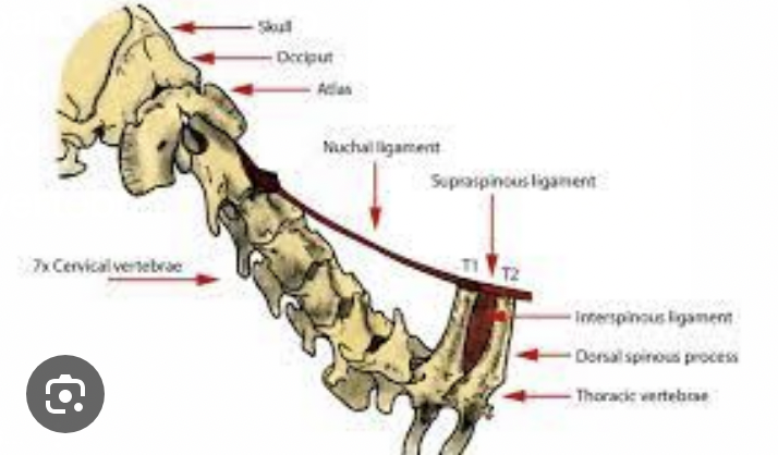 <p>T1 → 3rd caudal vertebra</p>