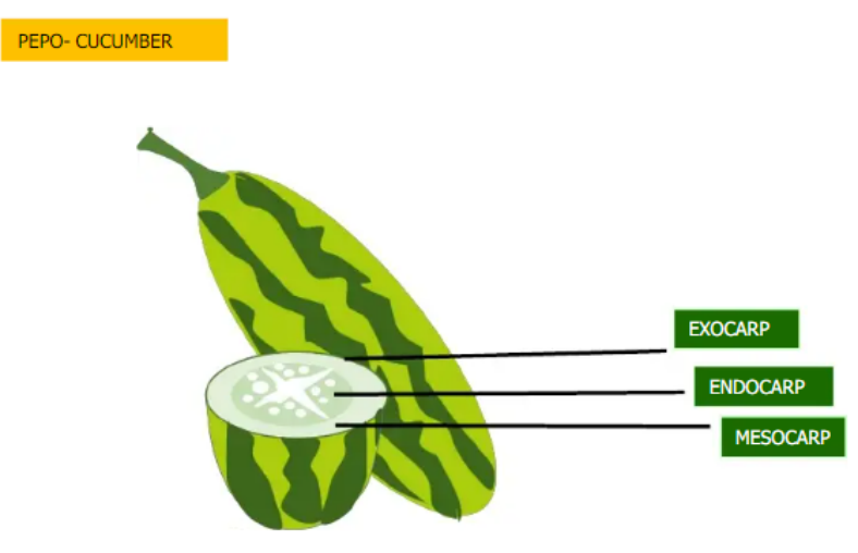 <ol><li><p>Pepo</p></li><li><p>Exocarp</p></li><li><p>Mesocarp</p></li><li><p>Endocarp</p></li></ol>
